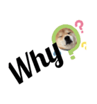 柴犬 ノブナガ Shibainu Nobunaga（個別スタンプ：32）