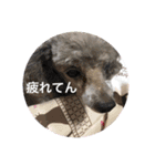 アベルさん（個別スタンプ：16）