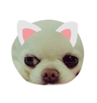 さびしいお顔のチワワくん（個別スタンプ：1）