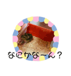 チャチャスタンプ2（個別スタンプ：12）