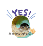 チャチャスタンプ2（個別スタンプ：15）