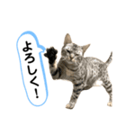 ベルだよ！（吹き出し）3（個別スタンプ：1）