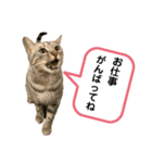ベルだよ！（吹き出し）3（個別スタンプ：2）