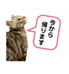 ベルだよ！（吹き出し）3（個別スタンプ：3）