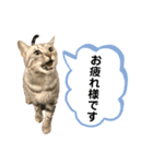 ベルだよ！（吹き出し）3（個別スタンプ：4）