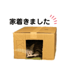 ベルだよ！（吹き出し）3（個別スタンプ：5）