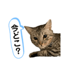 ベルだよ！（吹き出し）3（個別スタンプ：6）