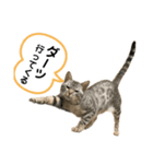 ベルだよ！（吹き出し）3（個別スタンプ：8）