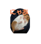 ミスターハムスター ベル（個別スタンプ：8）