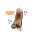 ネザーランドドワーフ ほたるくん（個別スタンプ：1）