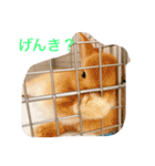 ネザーランドドワーフ ほたるくん（個別スタンプ：2）