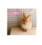 ネザーランドドワーフ ほたるくん（個別スタンプ：3）