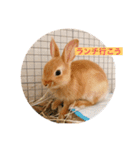 ネザーランドドワーフ ほたるくん（個別スタンプ：4）