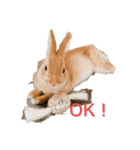 ネザーランドドワーフ ほたるくん（個別スタンプ：5）