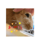 ネザーランドドワーフ ほたるくん（個別スタンプ：8）