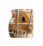 ネザーランドドワーフ ほたるくん（個別スタンプ：11）