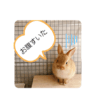 ネザーランドドワーフ ほたるくん（個別スタンプ：12）