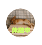 ネザーランドドワーフ ほたるくん（個別スタンプ：16）