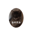 ネコのたくみくん2（個別スタンプ：11）