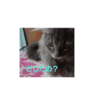 ネコのたくみくん2（個別スタンプ：12）
