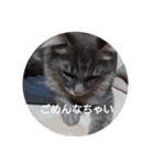ネコのたくみくん2（個別スタンプ：13）
