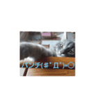 ネコのたくみくん2（個別スタンプ：15）