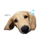癒し犬 エル（個別スタンプ：1）