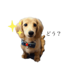 癒し犬 エル（個別スタンプ：2）