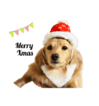 癒し犬 エル（個別スタンプ：3）