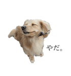 癒し犬 エル（個別スタンプ：4）