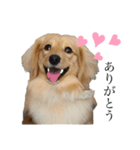 癒し犬 エル（個別スタンプ：5）