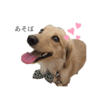 癒し犬 エル（個別スタンプ：6）