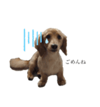癒し犬 エル（個別スタンプ：7）