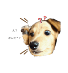 癒し犬 エル（個別スタンプ：8）