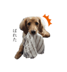 癒やし犬 エル 2（個別スタンプ：1）