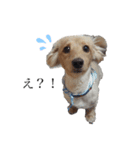 癒やし犬 エル 2（個別スタンプ：2）