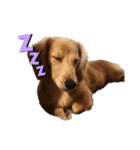 癒やし犬 エル 2（個別スタンプ：3）