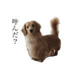 癒やし犬 エル 2（個別スタンプ：4）