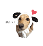 癒やし犬 エル 2（個別スタンプ：6）