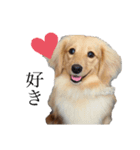 癒やし犬 エル 2（個別スタンプ：7）