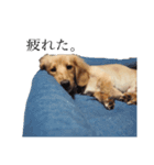 癒やし犬 エル 2（個別スタンプ：8）