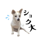 りんごと申します（個別スタンプ：4）