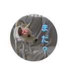 Cream - Everyday（個別スタンプ：10）