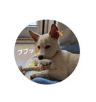 Cream - Everyday（個別スタンプ：12）