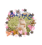 可愛いプレーリードッグのスタンプ（個別スタンプ：9）