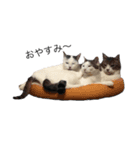 猫12匹のスタンプ（個別スタンプ：1）