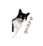 猫12匹のスタンプ（個別スタンプ：2）