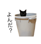 猫12匹のスタンプ（個別スタンプ：4）