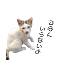 猫12匹のスタンプ（個別スタンプ：7）