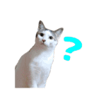 猫12匹のスタンプ（個別スタンプ：8）